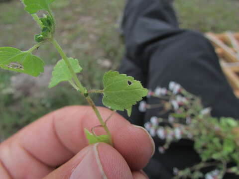 Imagem de Brickellia problematica B. L. Turner