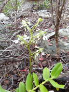 Imagem de Neobathiea spatulata H. Perrier