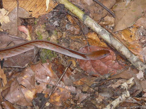 Sivun Rhabdophis rhodomelas (Boie 1827) kuva