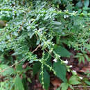 Image of Galianthe brasiliensis subsp. angulata (Benth.) E. L. Cabral & Bacigalupo