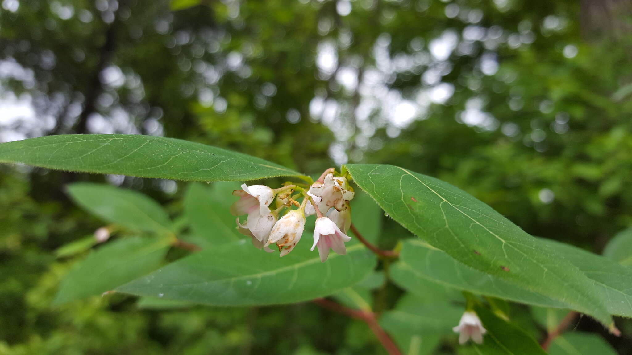 Image of flytrap dogbane