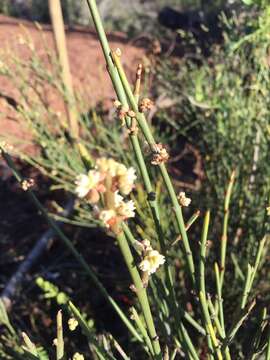 Image de Retanilla ephedra (Vent.) Brongniart