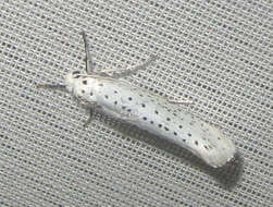 Image of Bird-cherry Ermine