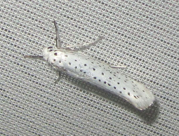 Imagem de Yponomeuta evonymella Linnaeus 1758