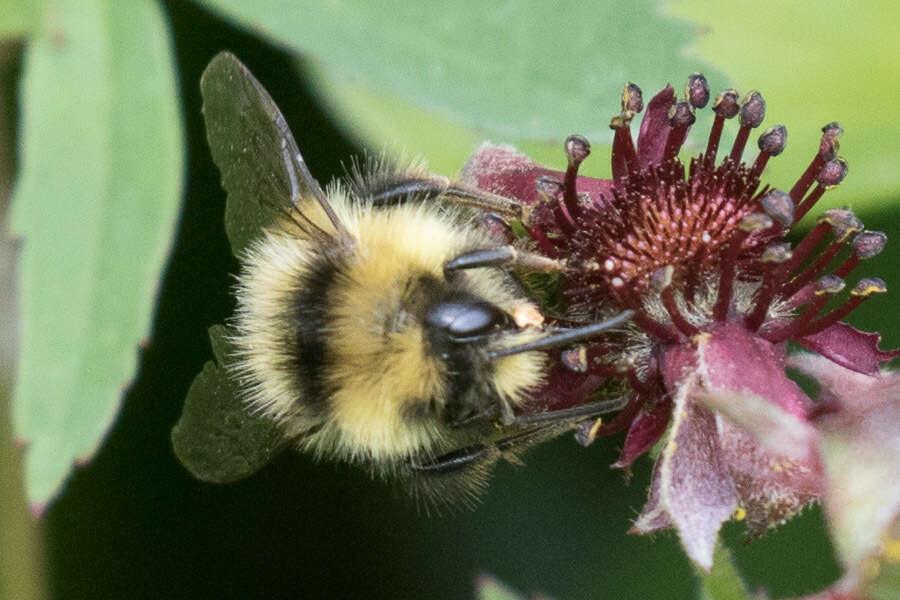 Image of Frigid Bumble Bee