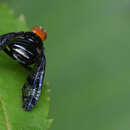 Image of Prosthiochaeta bifasciata Hara 1987