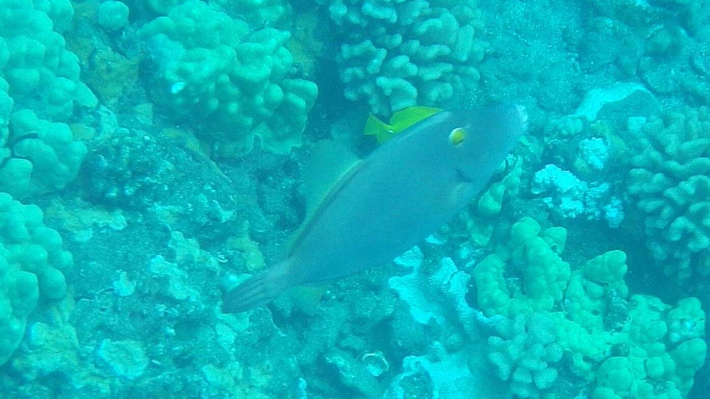 Image of Barred Filefish