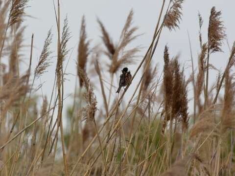 Image of Common Reed Bunting