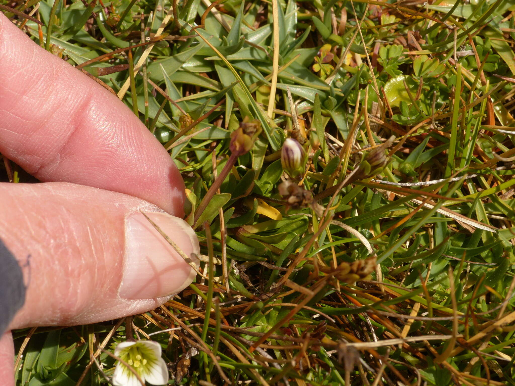 Image de Gentianella limoselloides (Kunth) Fabris