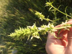 Image of Stachys atherocalyx K. Koch