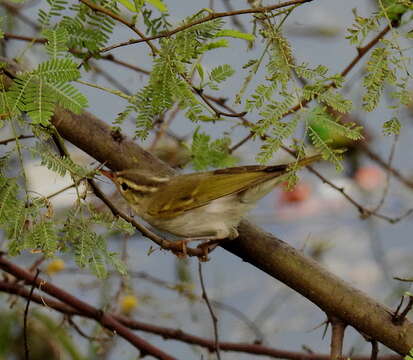 Plancia ëd Phylloscopus occipitalis (Blyth 1845)