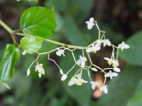 Image of Begonia glabra Aubl.