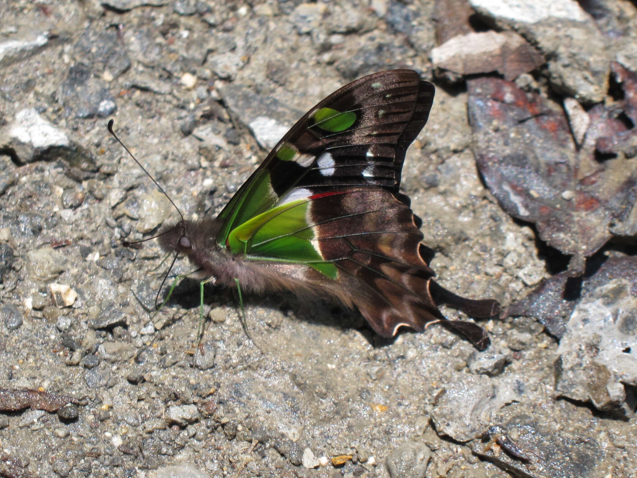Image of Purple Spotted Swallowtail
