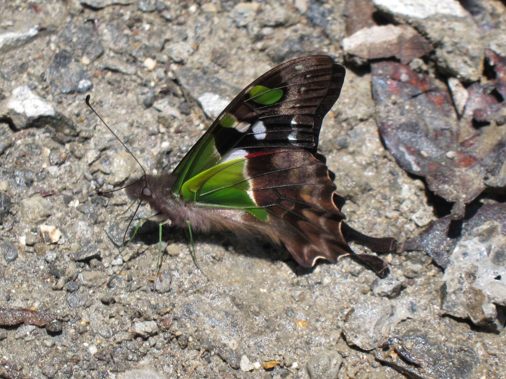 Image of Graphium weiskei (Ribbe 1900)