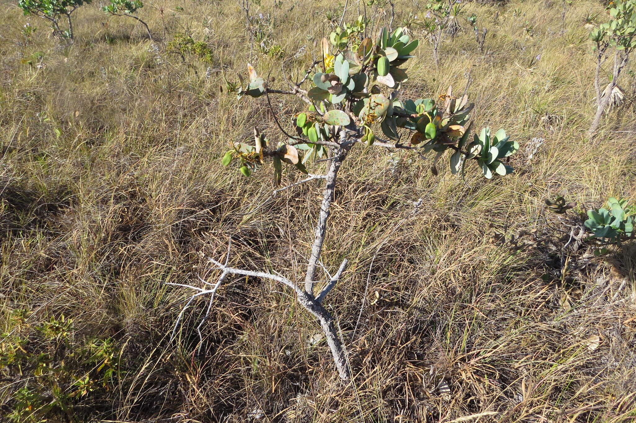 Image of Vochysia elliptica Mart.