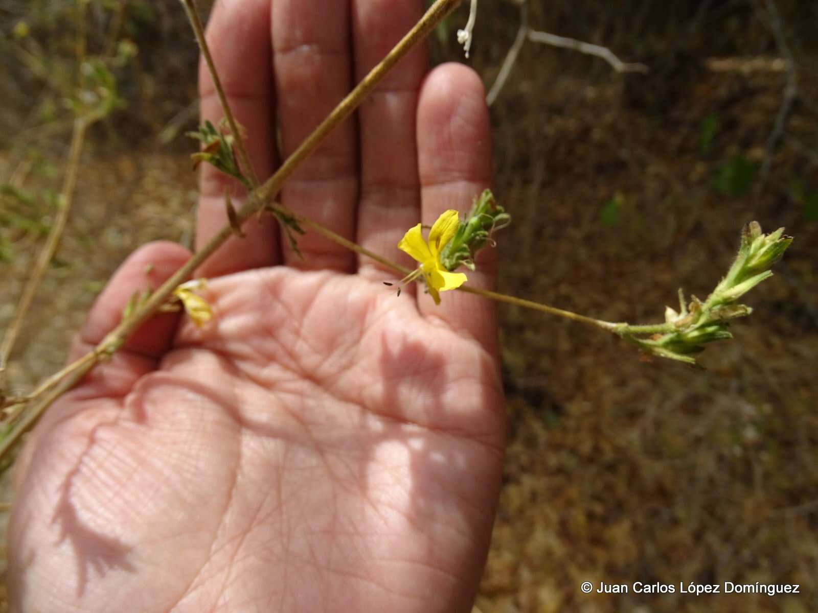 Tetramerium glandulosum Oerst. resmi