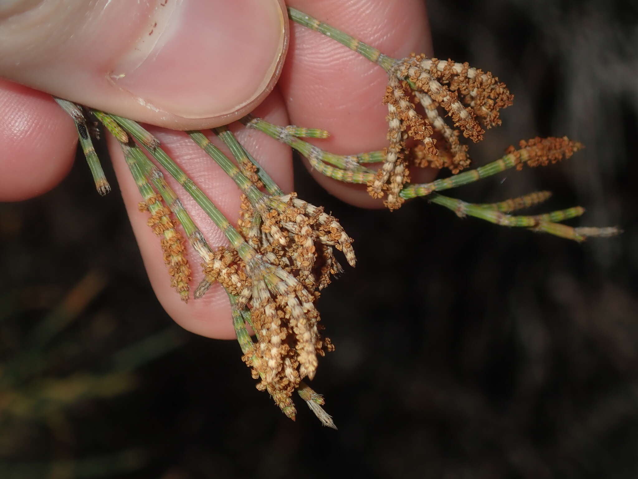 Image of Allocasuarina campestris (Diels) L. Johnson