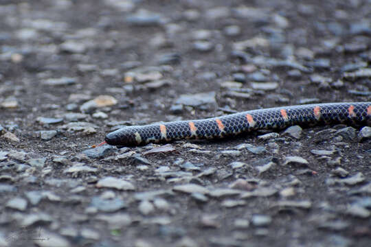 Image of Common Pipe Snake