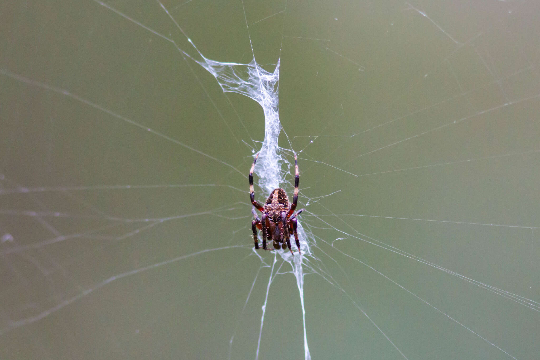 Image of Spotted Orbweaver