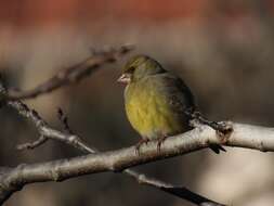 Chloris chloris aurantiiventris (Cabanis 1851) resmi