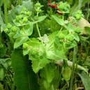 Image of Euphorbia oxyodonta Boiss.