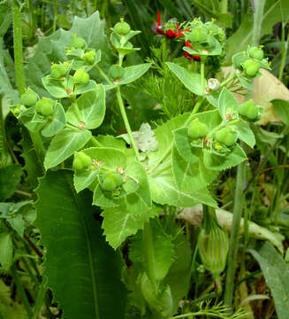 Image of Euphorbia oxyodonta Boiss.