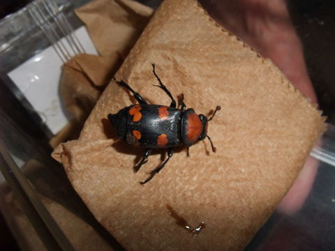 Image of American Burying Beetle