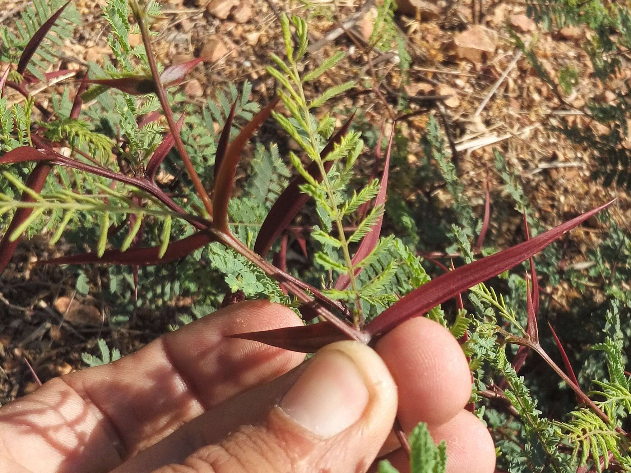 Image of Vachellia campeachiana (Mill.) Seigler & Ebinger