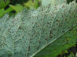 Plancia ëd Puccinia angelicae (Schumach.) Fuckel 1870