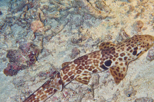 Image of Freycinet's Epaulette Shark