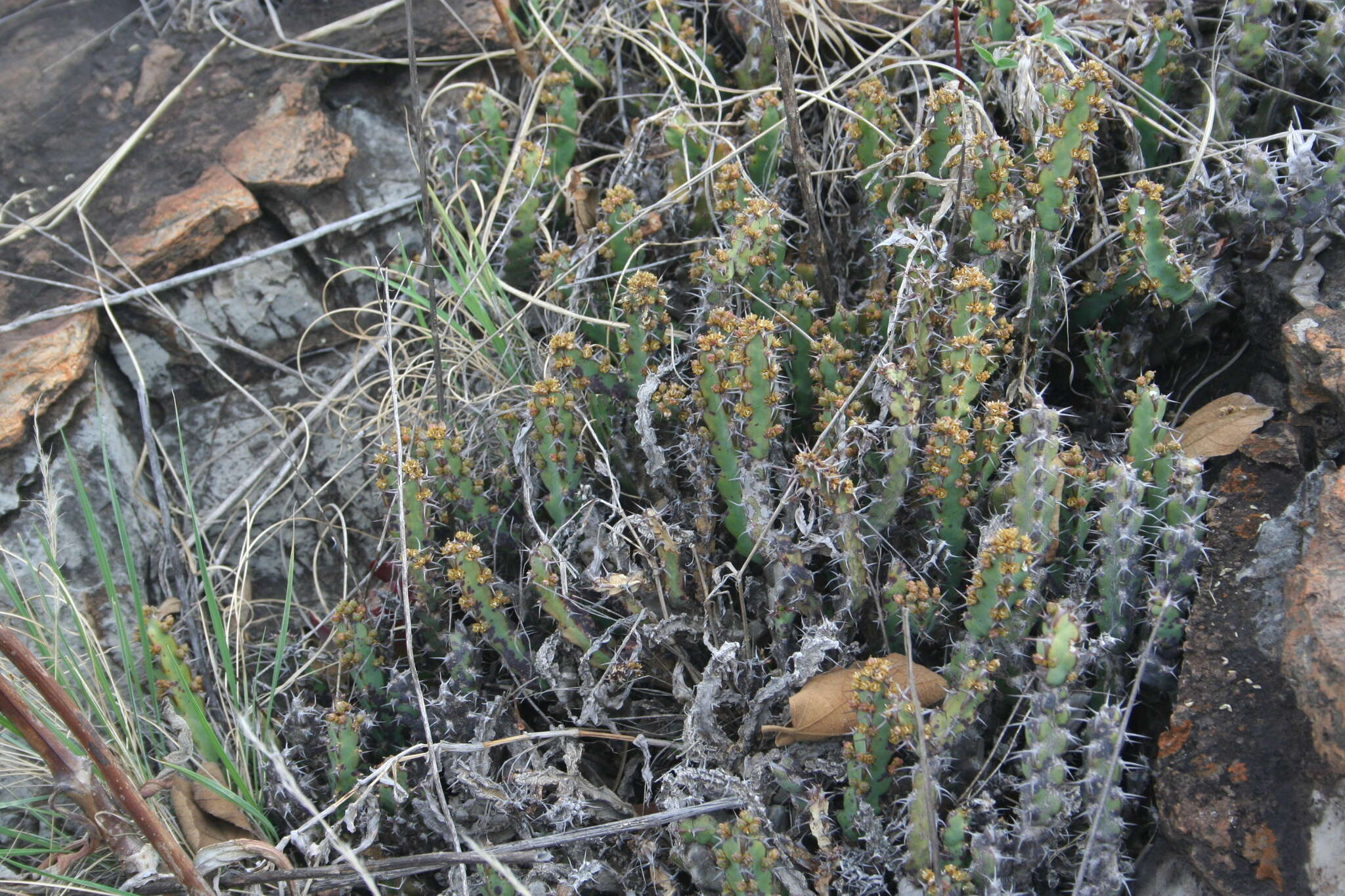 Image of Euphorbia schinzii Pax