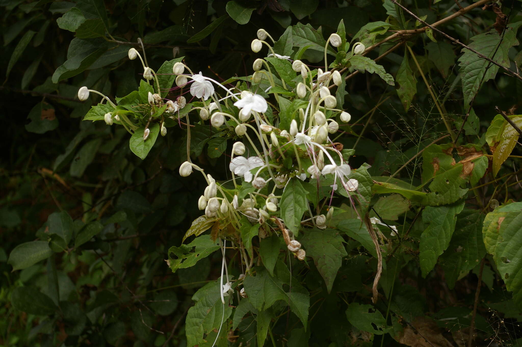 Слика од Rotheca microphylla (Blume) Callm. & Phillipson