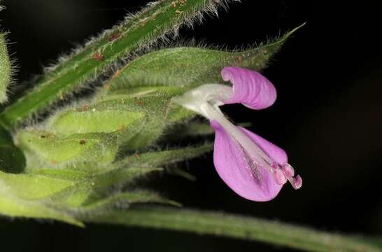 Image of Dicliptera heterostegia Nees