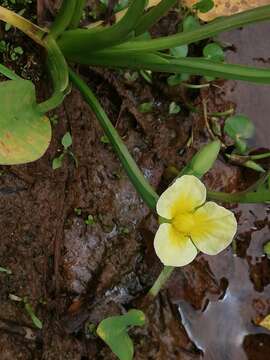 Image of velvetleaf