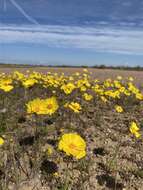 Image de Coreopsis calliopsidea (DC.) A. Gray