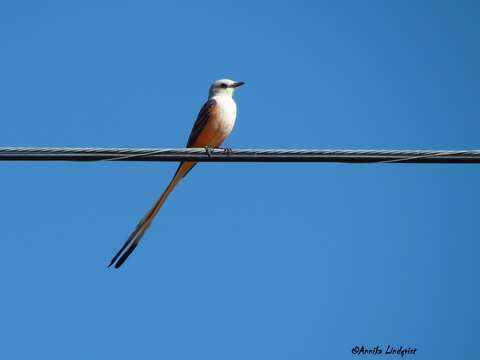 Image of Scissor-tailed Flycatcher