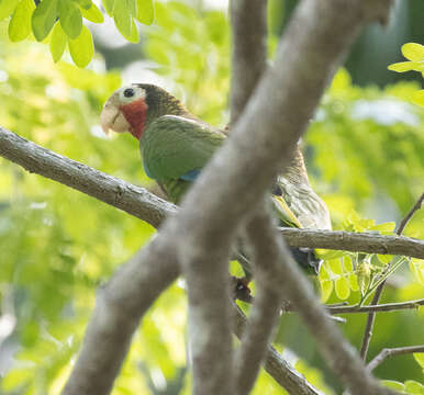 Image of Bahamas Parrot