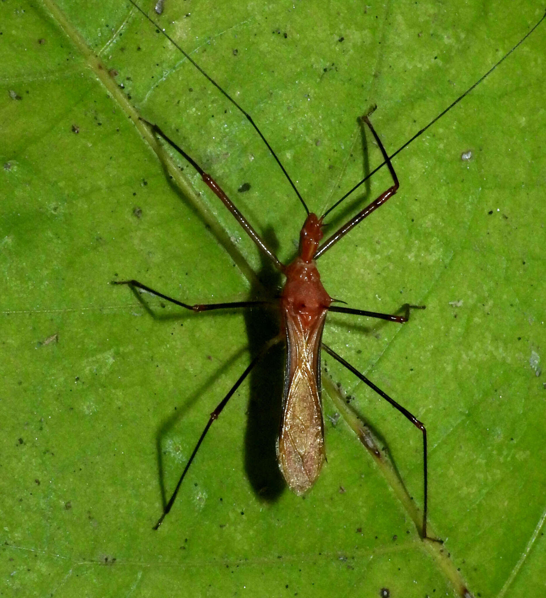 Image of Ricolla quadrispinosa (Linnaeus 1767)