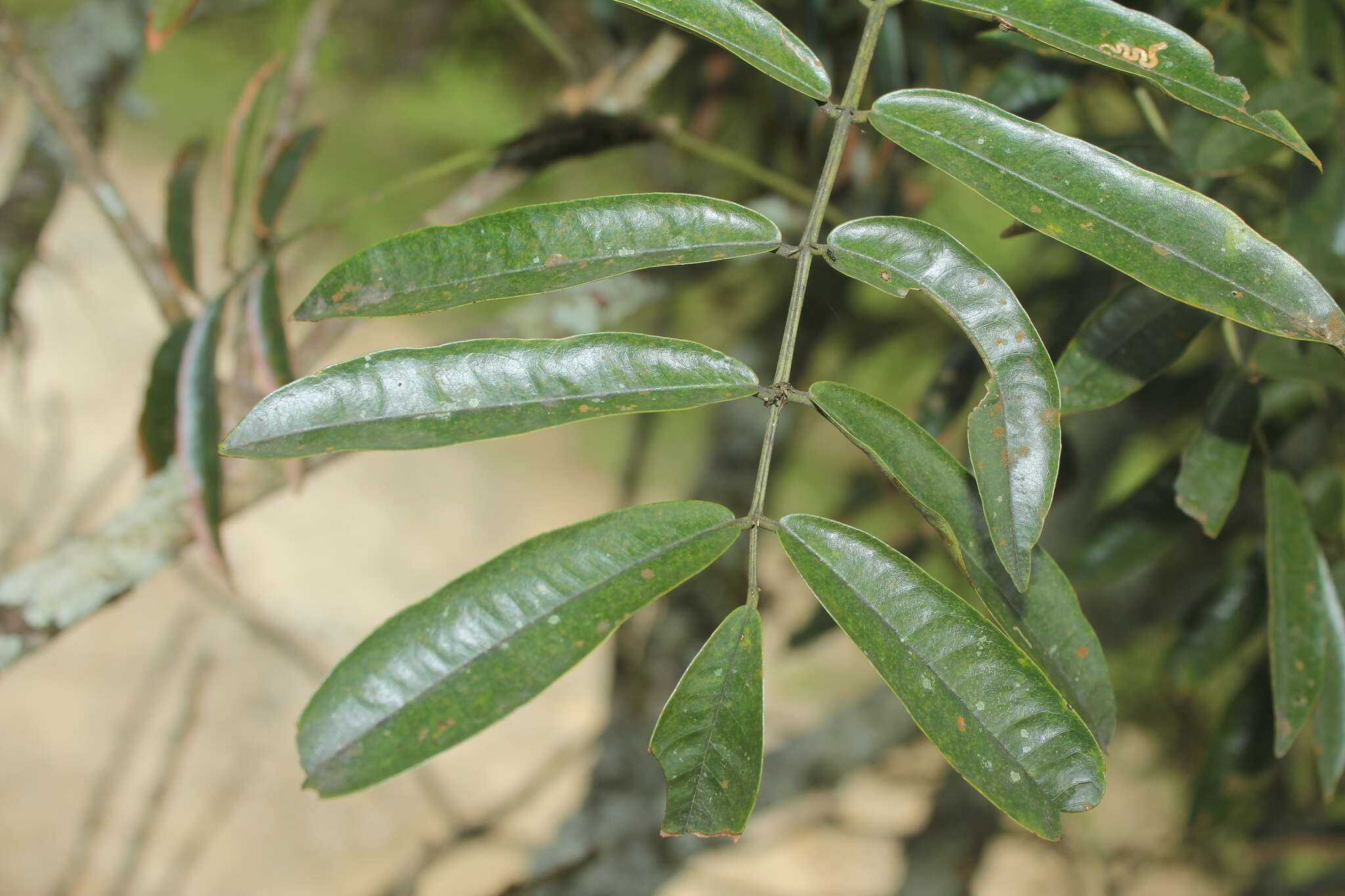 <i>Andira taurotesticulata</i>的圖片