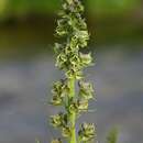 Imagem de Aconitum sajanense Kumin.