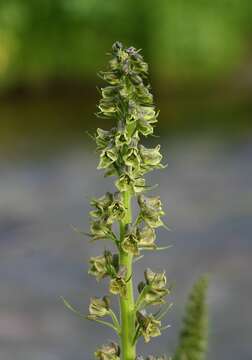 Aconitum sajanense Kumin.的圖片