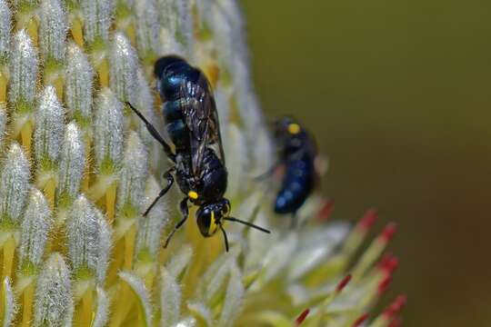 Imagem de Hylaeus alcyoneus (Erichson 1842)