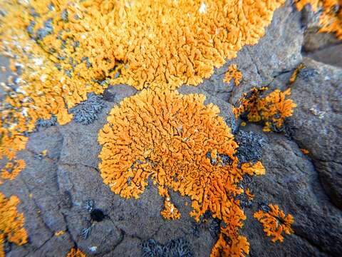 Image of orange wall lichen