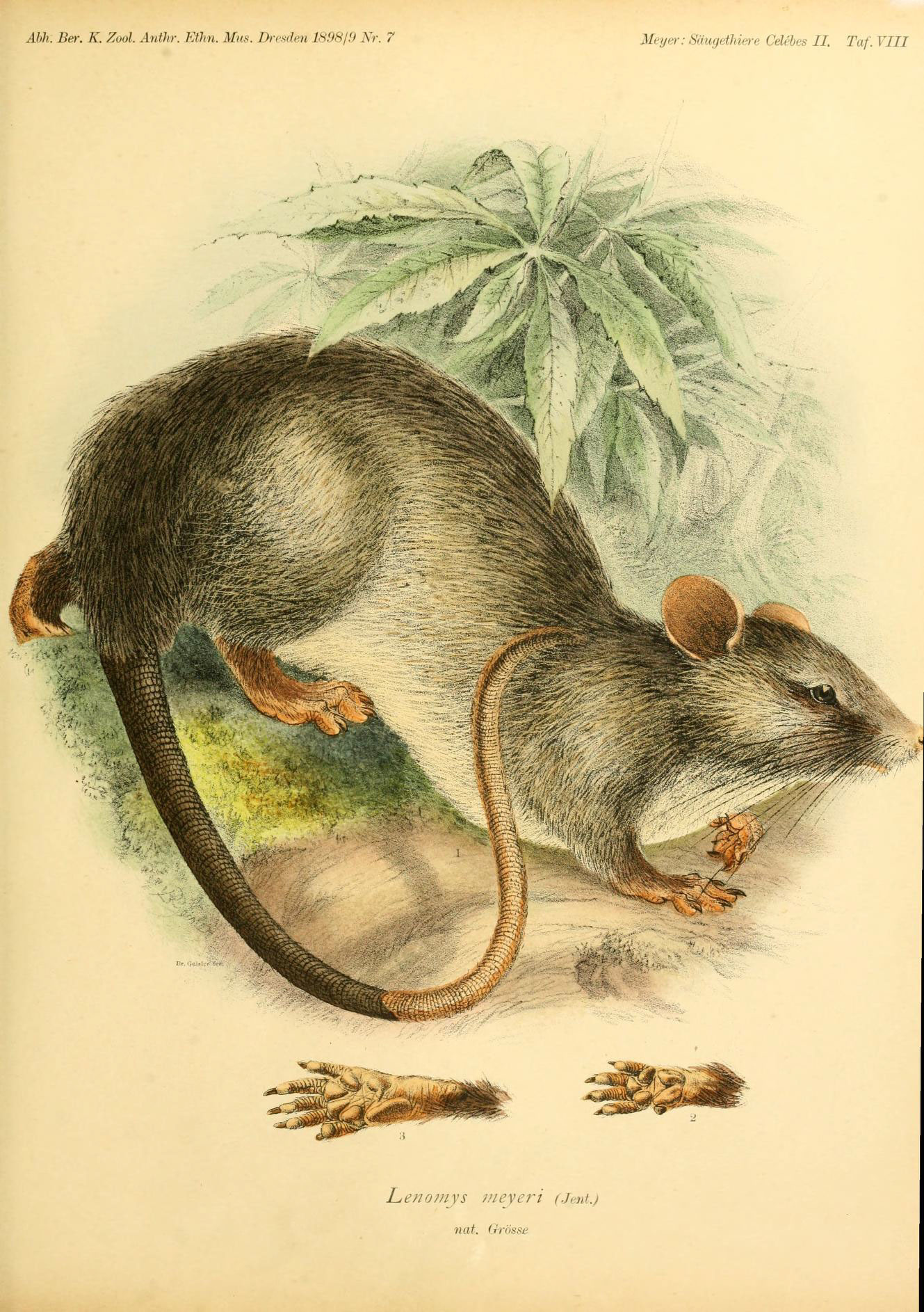 Image of <i>Lenomys meyeri</i> (Jentink 1879)
