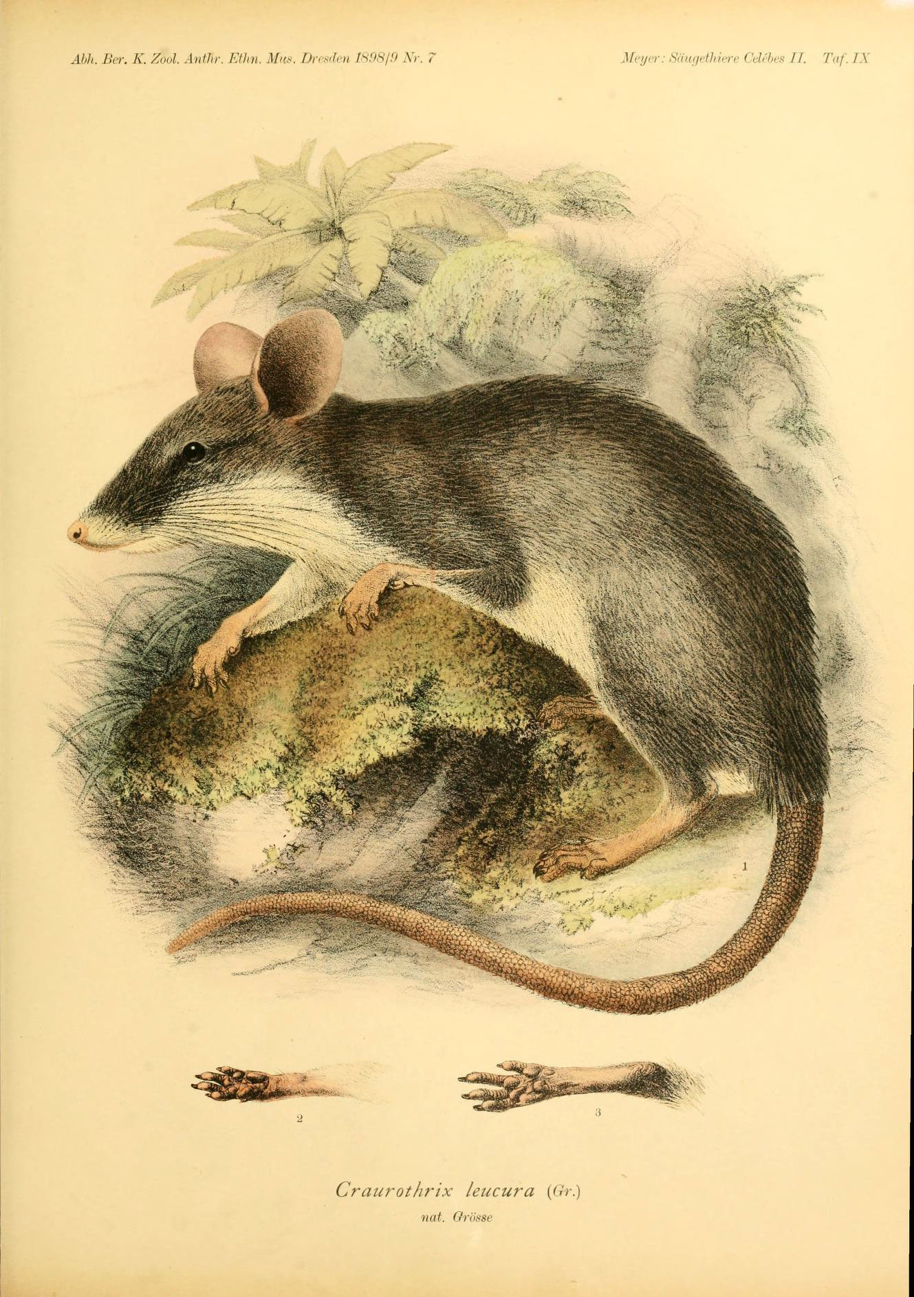 Image of <i>Echiothrix leucura</i> Gray 1867