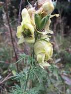 Image of yellow monkshood