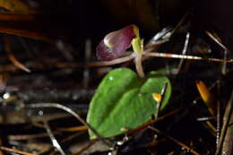 Image of Corybas rotundifolius (Hook. fil.) Rchb. fil.