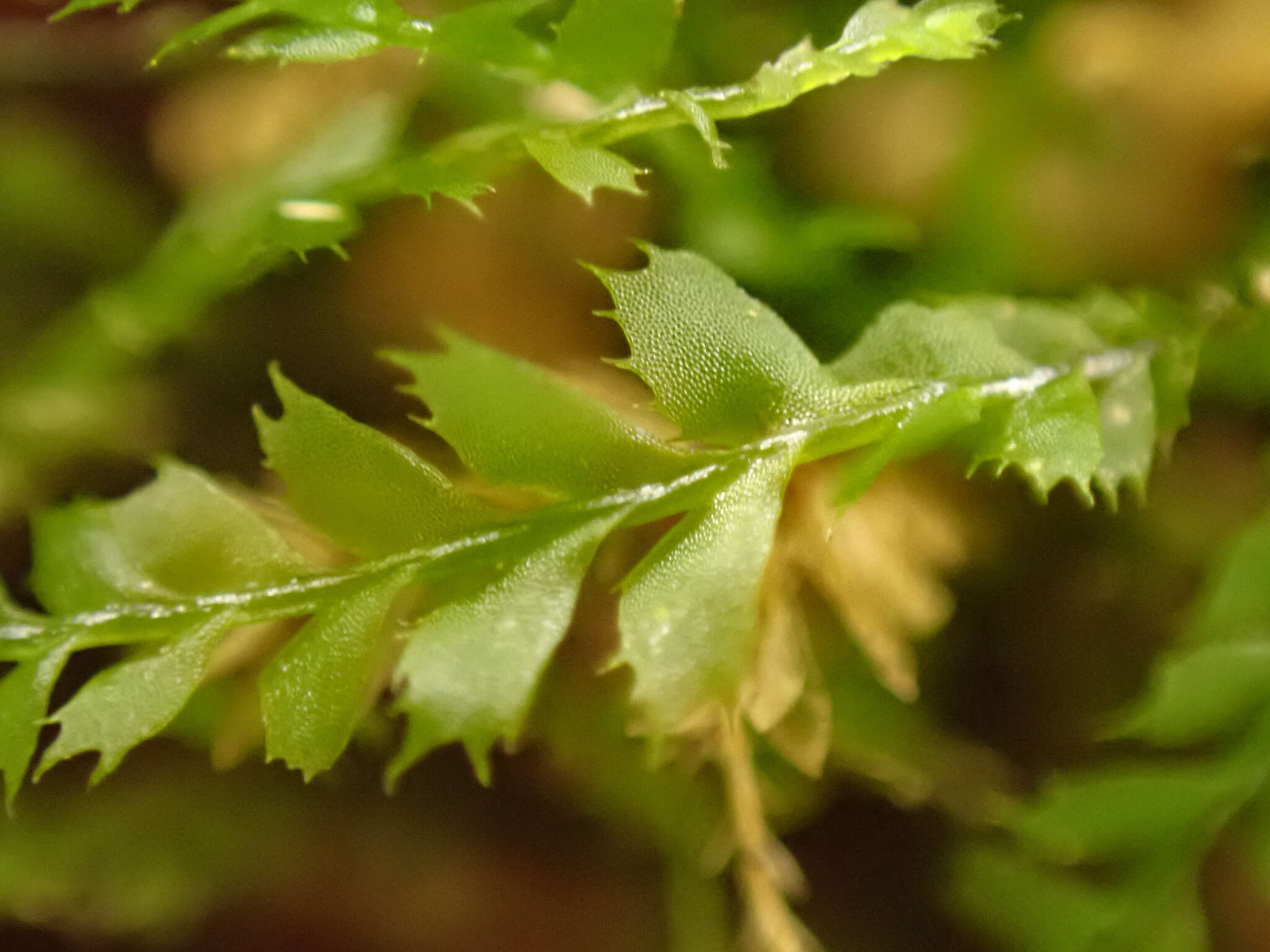 Image of Plagiochila gracilis Lindenb. & Gottsche