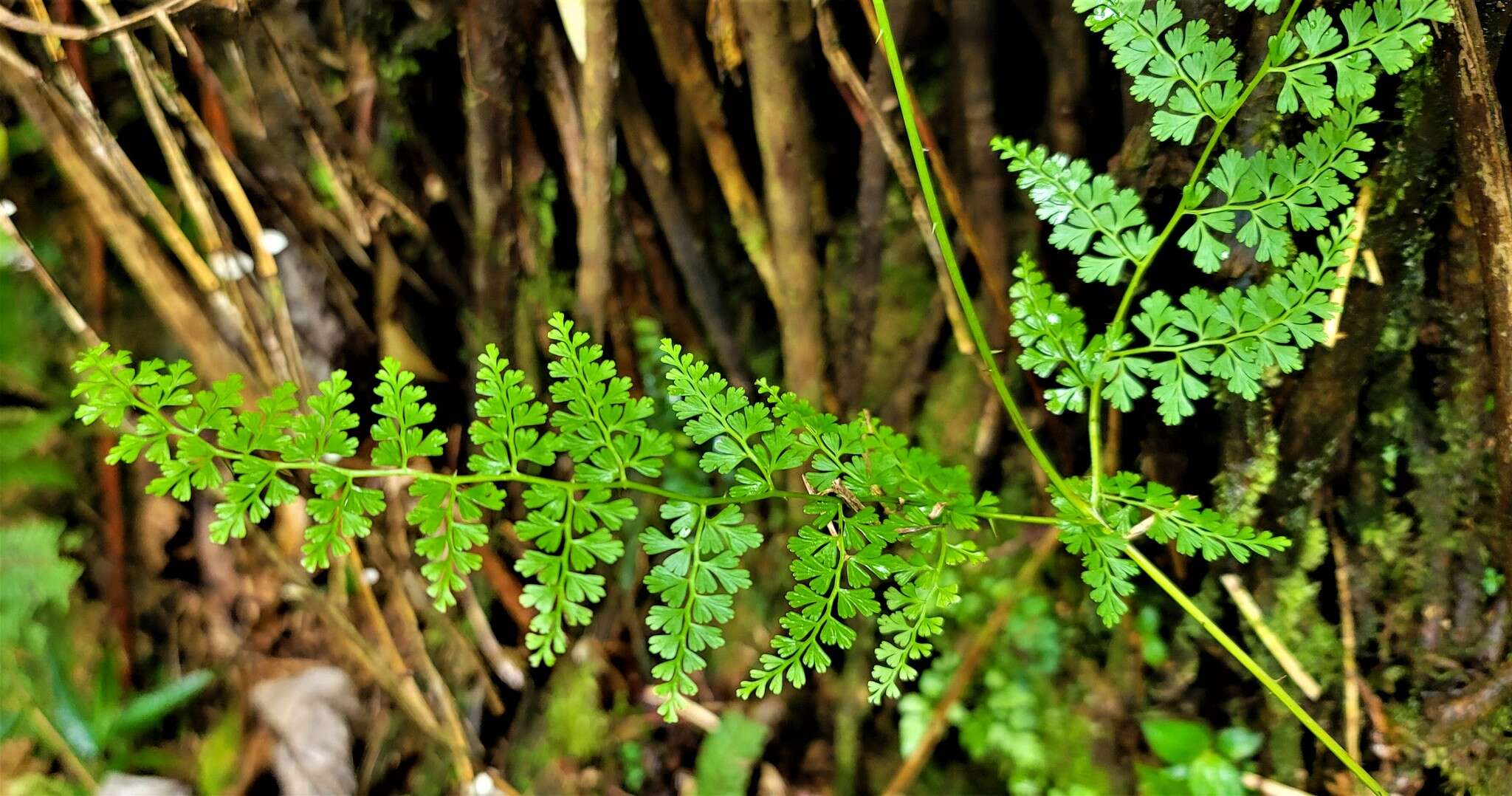 Image of thicket creepingfern