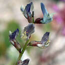 صورة Astragalus idrietorum Barneby